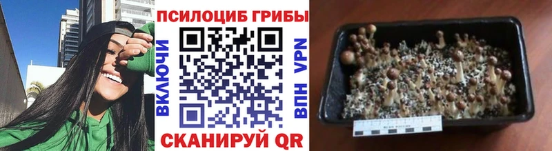 где купить наркотик  Льгов  блэк спрут как зайти  Галлюциногенные грибы мухоморы 
